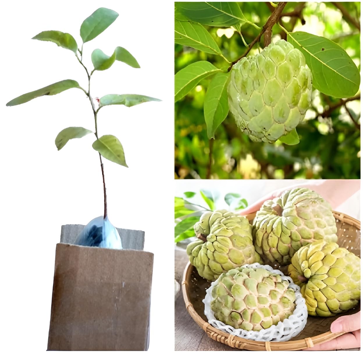 NMK Golden Sitaphal Plants — Sitaphal sapling available at Agro Nursery Garden